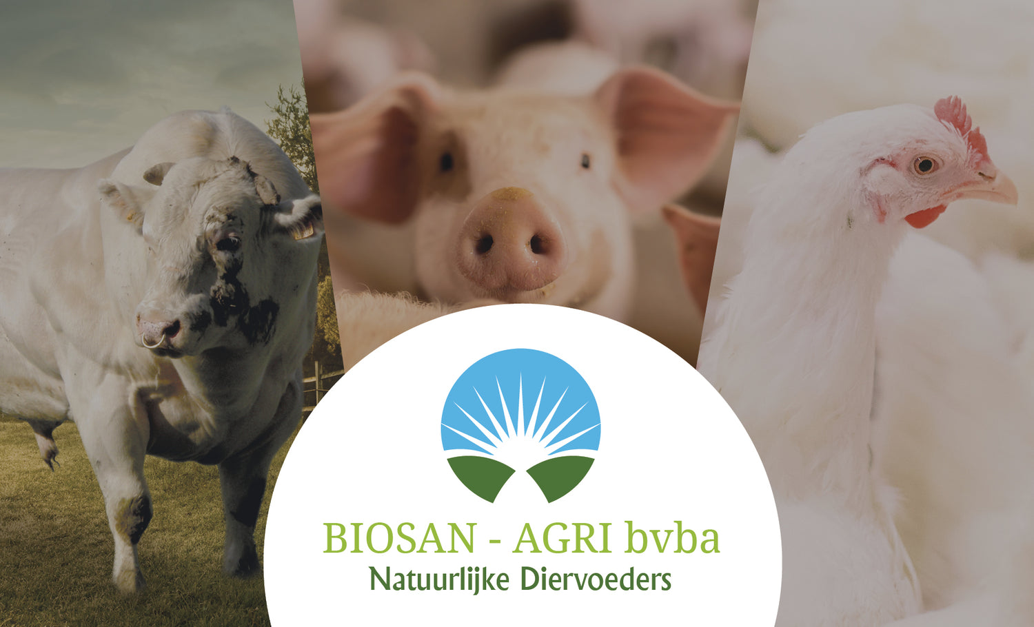 Biosan agri banner, op de foto staan een stier, een varken en een kip
